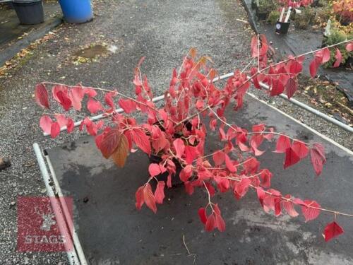 VIBURNUM MARIESII (LACECAP VIBURNUM)