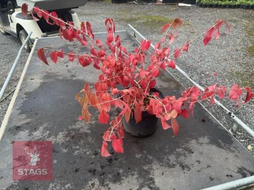VIBURNUM MARIESII (LACECAP VIBURNUM)