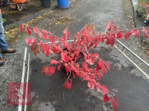VIBURNUM MARIESII (LACECAP VIBURNUM)