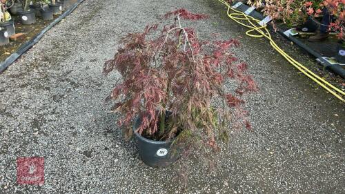 ACER PALMATUM GARNET