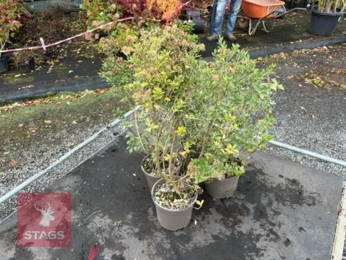 4 OLERIA HAASTII (DAISY BUSH)