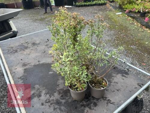 4 OLERIA HAASTII (DAISY BUSH)