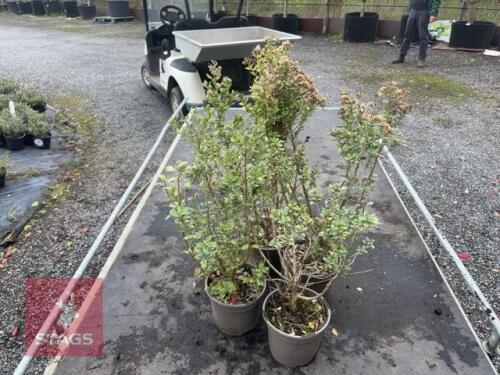 4 OLERIA HAASTII (DAISY BUSH)