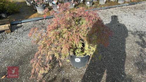 ACER PALMATUM GARNET