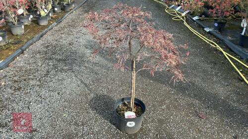 ACER PALMATUM GARNET