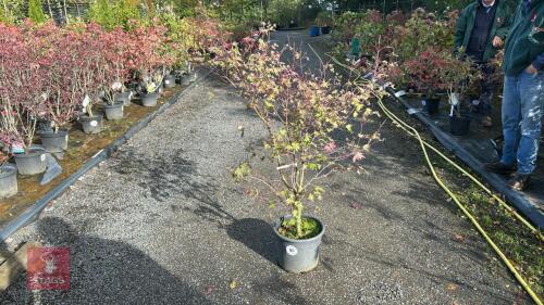ACER PALMATUM ASAHI-ZURU