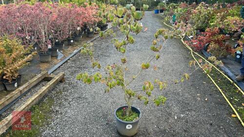 CORNUS SATOMII (PINK FLOWERED DOGWOOD)