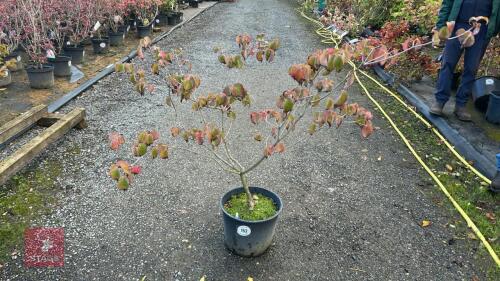 CORNUS SATOMII (PINK FLOWERED DOGWOOD)