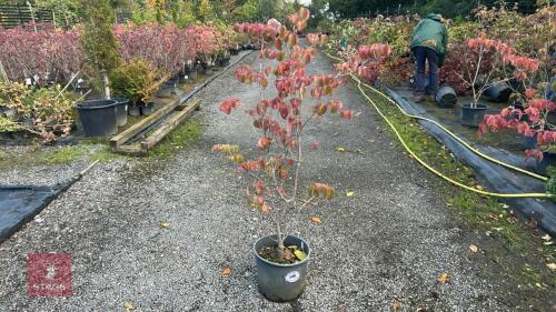 CORNUS SATOMII (PINK FLOWERED DOGWOOD)