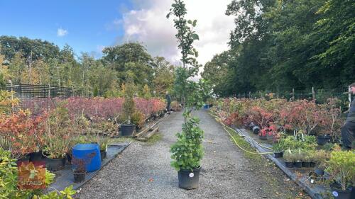 ALNUS GLUTINOSA (COMMON ALDER)