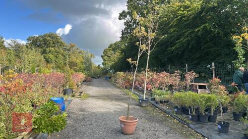 QUERCUS ROBUR (OAK)