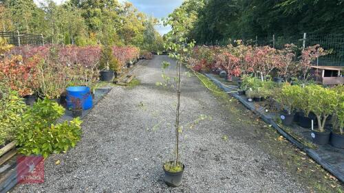 BETULA PENDULA (SILVER BIRCH)