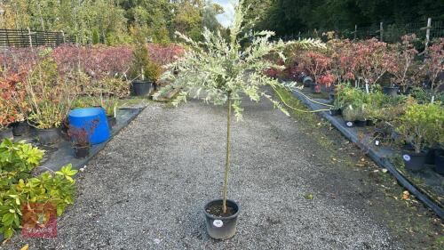 SALIX HAURO NUSHIKI (FLAMINGO WILLOW)