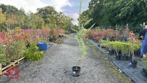 SALIX HAURO NUSHIKI (FLAMINGO WILLOW)