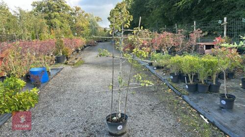 PLEACHED PEAR