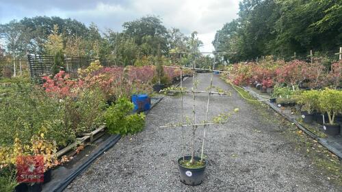 PLEACHED PEAR