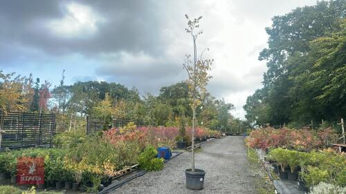 TILIA CORDATA 'GREENSPIRE' (COMMON LIME)