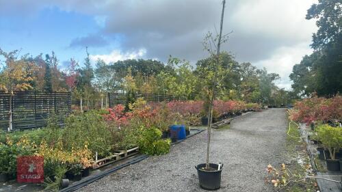 MALUS MAGDEBURGENSIS (CRAB APPLE)
