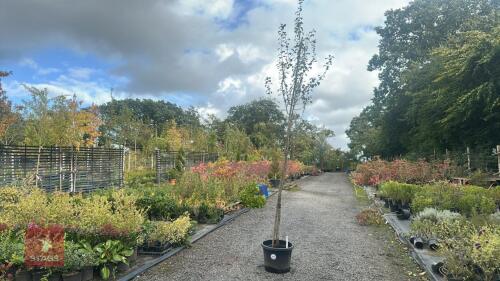 MALUS SYLVESTRIS (CRAB APPLE)