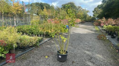 BRUGMANSIA (ANGELS TRUMPETS)