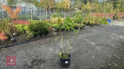 BRUGMANSIA (ANGELS TRUMPETS)