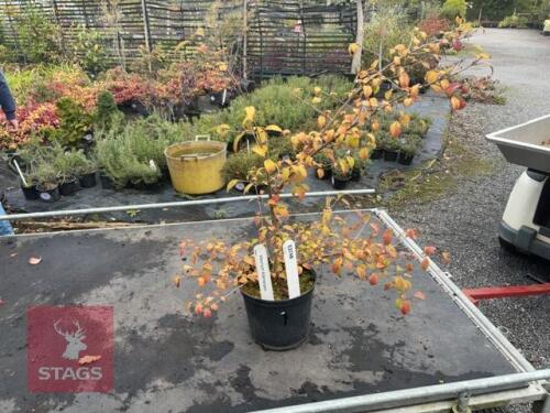 VIBURNUM KILIMANJARO