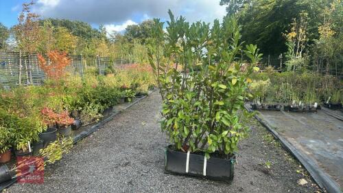 LAURUS NOBILIS (LAUREL) 1M HEDGE