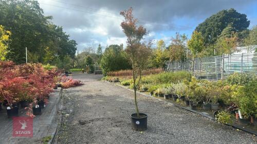 ACER PALMATUM ASAHI-ZURU
