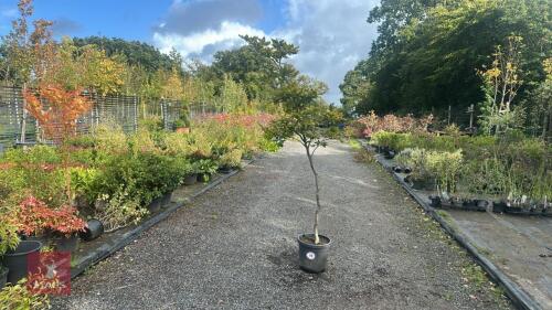 FAGUS SYLVATICA (BEECH)