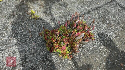 6 X PERSICARIA SUPERBRA