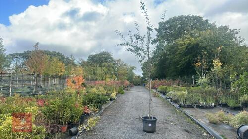 MALUS SYLVESTRIS (CRAB APPLE)