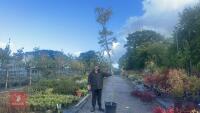 ROBINIA FRISA (FALSE ACACIA) - 2