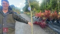 ROBINIA FRISA (FALSE ACACIA) - 4