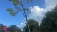 ROBINIA FRISA (FALSE ACACIA) - 5