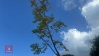 ROBINIA FRISA (FALSE ACACIA) - 6