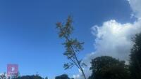 ROBINIA FRISA (FALSE ACACIA) - 7