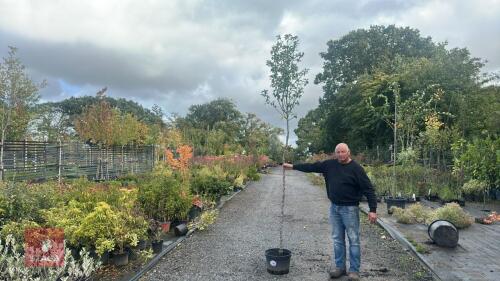 PYRUS COMMUNIS 'CONFERENCE'