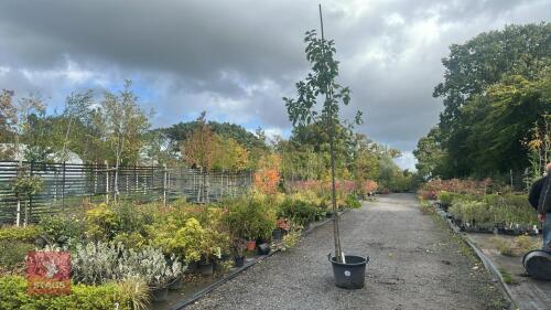 MALUS SYLVESTRIS (CRAB APPLE)