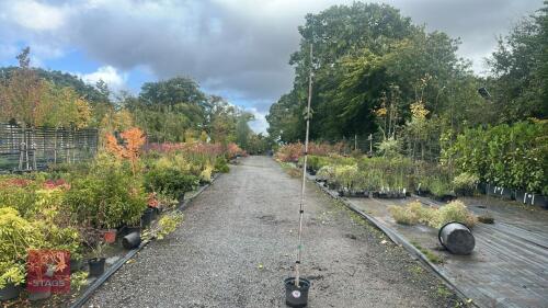 BETULA UTILIS JACQUEMONTII