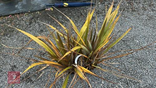 2 X PHORMIUM SUNDOWNER