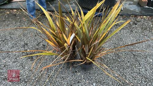 2 X PHORMIUM SUNDOWNER
