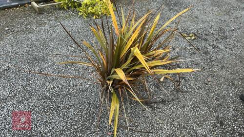 2 X PHORMIUM SUNDOWNER