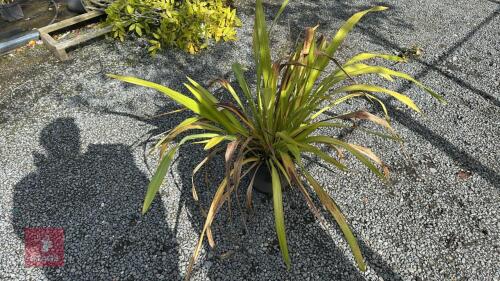 1 X PHORMIUM YELLOW WAVE