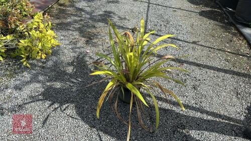 1 X PHORMIUM YELLOW WAVE