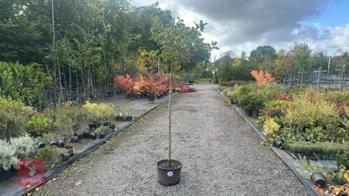 ILEX AQUIFOLIUM 'VARIEGATA'