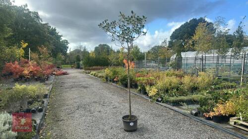 ILEX AQUIFOLIUM 'VARIEGATA'