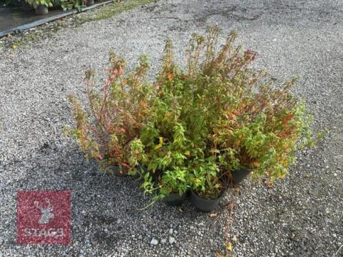 12 CISTUS CORBARIENSIS (ROCK ROSE)