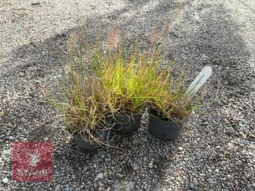 3 PENNISETUM HAMLIN (FOUNTAIN GRASS)