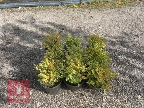 9 BUXUS SEMPERVIRENS (BOX)