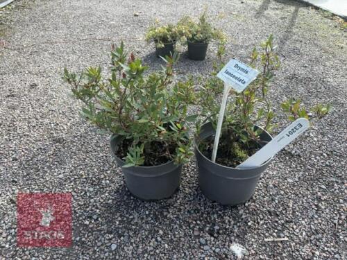 2 DRYMIS LANCELATA (MOUNTAIN PEPPER)